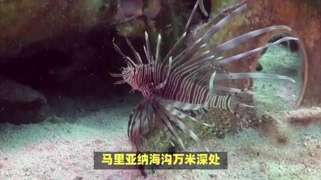 馬里亞納獅子魚 馬里亞納獅子魚 龍魚百科 第5張