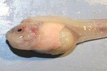 馬里亞納獅子魚 馬里亞納獅子魚 龍魚百科 第9張