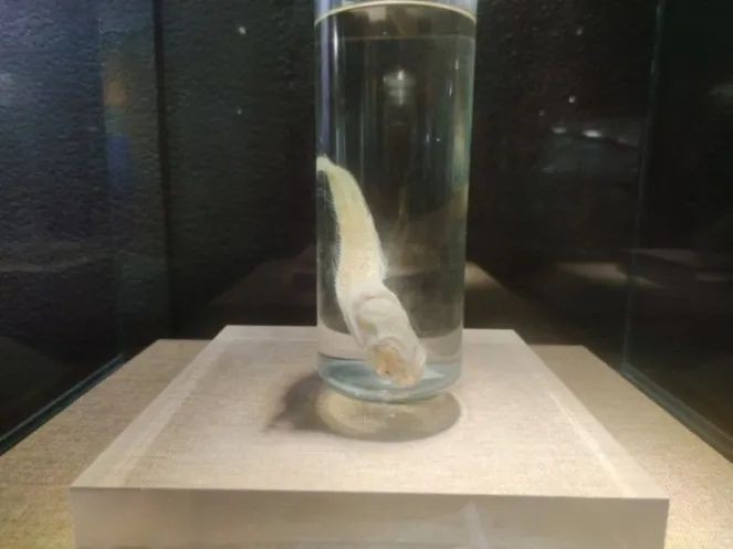 馬里亞納獅子魚 馬里亞納獅子魚 龍魚百科 第1張