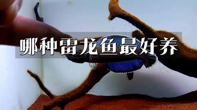 雷龍魚(yú)中哪個(gè)品種最容易飼養(yǎng)？