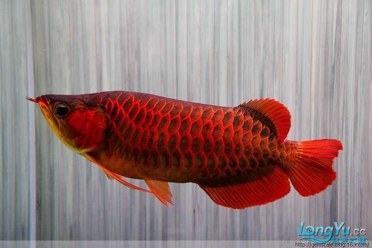 給我高清的福龍魚圖片