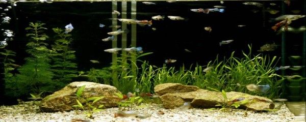 欖仁葉魚缸水發黃怎么辦：欖仁葉正確使用指南