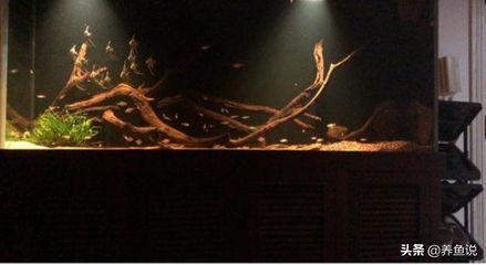欖仁葉魚缸水發黃怎么辦：欖仁葉正確使用指南