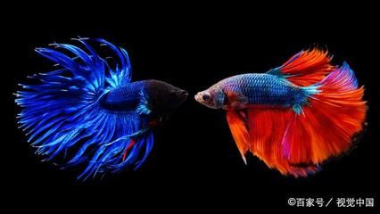 黑色魚缸養(yǎng)魚的優(yōu)缺點：黑色魚缸養(yǎng)魚的優(yōu)缺點：關(guān)于黑色魚缸養(yǎng)魚的一些優(yōu)缺點