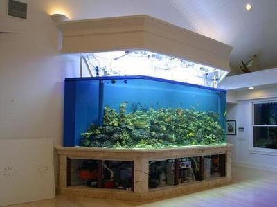 黑色魚缸養(yǎng)魚的優(yōu)缺點：黑色魚缸養(yǎng)魚的優(yōu)缺點：關(guān)于黑色魚缸養(yǎng)魚的一些優(yōu)缺點