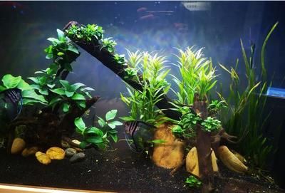 黑色魚缸養(yǎng)魚的優(yōu)缺點：黑色魚缸養(yǎng)魚的優(yōu)缺點：關(guān)于黑色魚缸養(yǎng)魚的一些優(yōu)缺點