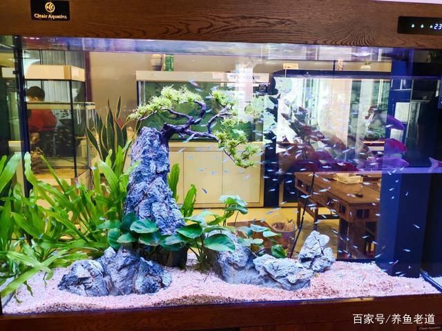 燕魚魚缸布置：燕魚魚缸如何布置