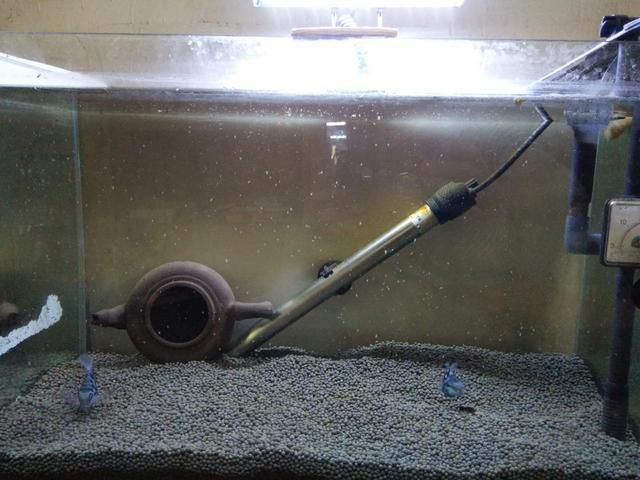 燕魚魚缸布置：燕魚魚缸如何布置