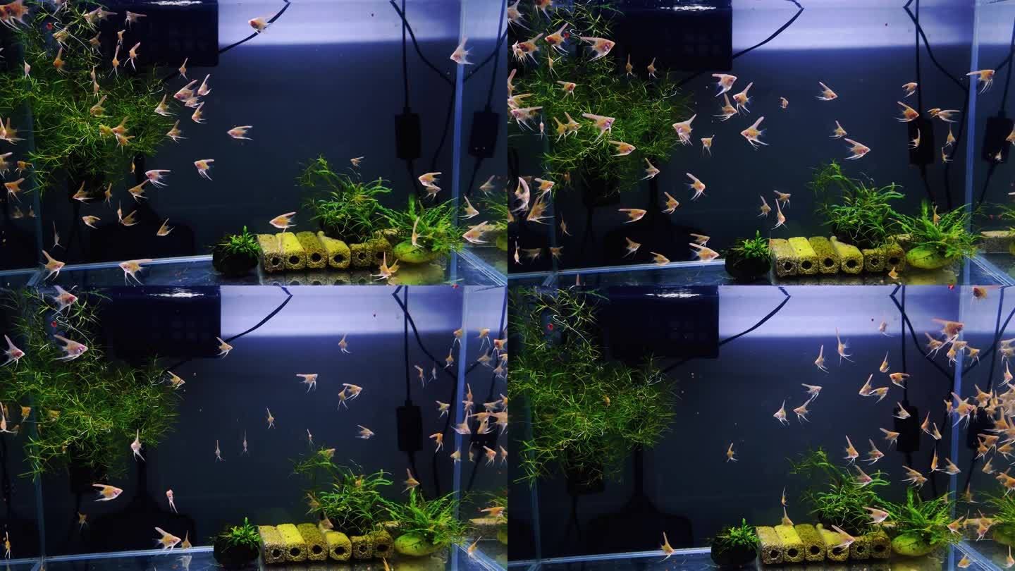燕魚魚缸布置：燕魚魚缸如何布置