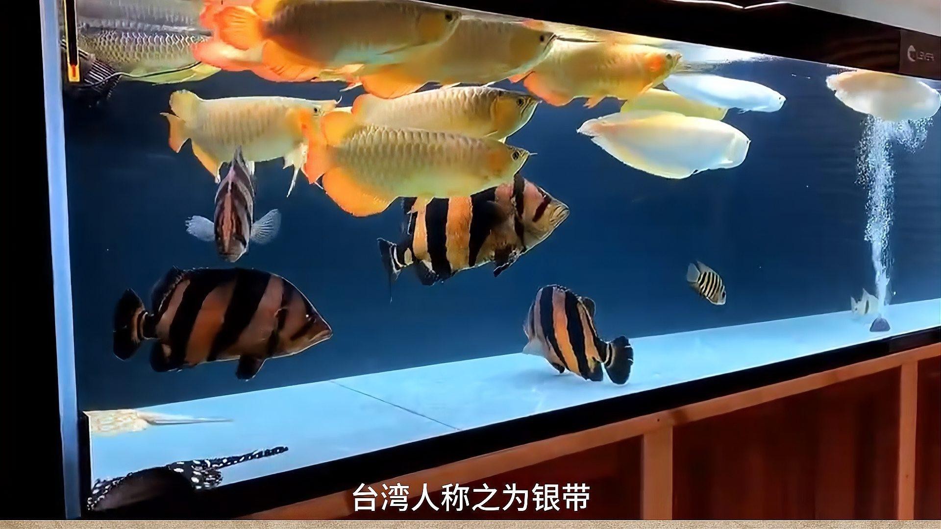 淡水金龍魚圖片大全欣賞