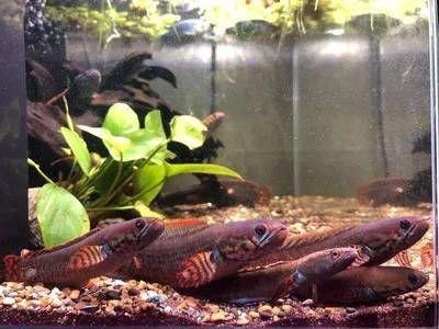 金龍魚和七彩混養能混養嗎：金龍魚和七彩神仙魚混養能混養嗎