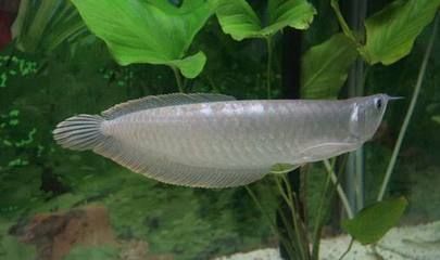 銀龍魚苗適宜水溫范圍：銀龍魚苗適宜水溫范圍，銀龍魚苗最佳生長環境