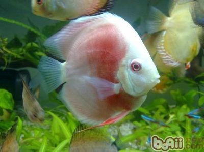 什么是一種常見的觀賞魚：幾種常見的觀賞魚種類，觀賞價值極高，對人類卻充滿了靈性