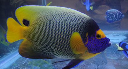 什么是一種常見的觀賞魚：幾種常見的觀賞魚種類，觀賞價值極高，對人類卻充滿了靈性