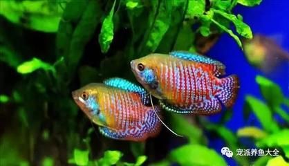 什么是一種常見的觀賞魚：幾種常見的觀賞魚種類，觀賞價值極高，對人類卻充滿了靈性