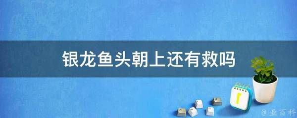 銀龍魚頭一直向下插是什么關系（為什么銀龍魚頭一直向下插）