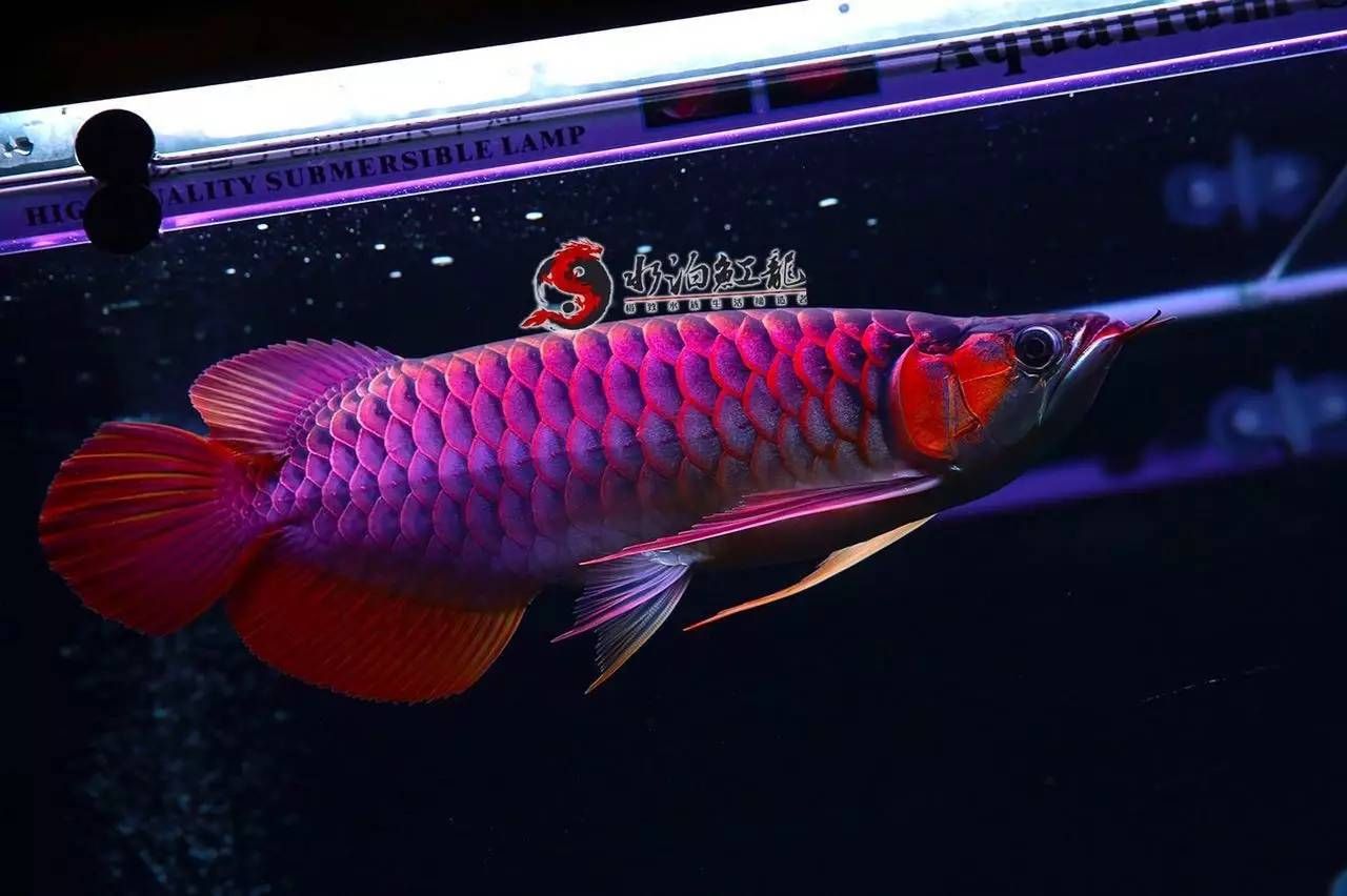 紅龍魚鰭上有白色點（紅龍魚的魚鰭上有一圈白色物質(zhì)是怎么回事？）