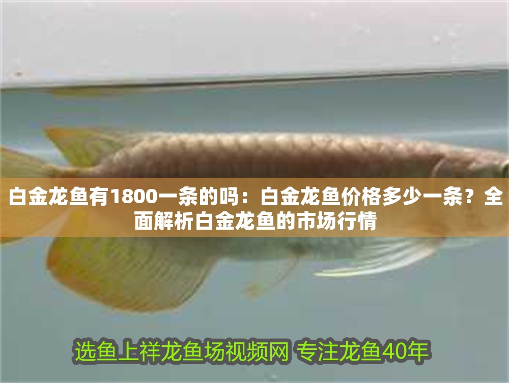 白金龍魚有1800一條的嗎：白金龍魚價格多少一條？全面解析白金龍魚的市場行情