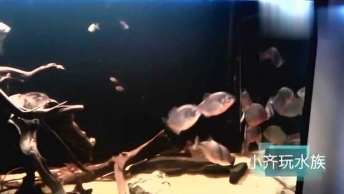 黑水魚缸是一種特殊的水族箱，它的特點是使用黑水的特點：如何正確使用黑水調節魚缸水質 黑水魚缸是一種特殊的水族箱，它的特點是使用黑水的特點：如何正確使用黑水調節魚缸水質 魚缸百科 第3張