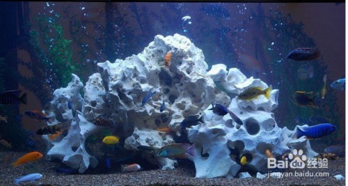 羅平縣七彩水族魚(yú)具店（羅平縣七彩水族魚(yú)具店地址） 羅平縣七彩水族魚(yú)具店（羅平縣七彩水族魚(yú)具店地址） 全國(guó)水族館企業(yè)名錄