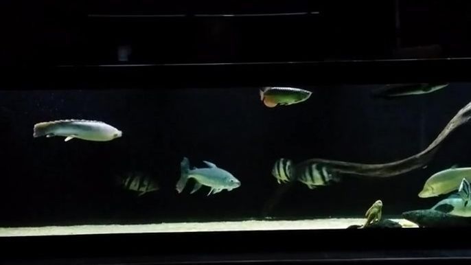 混養魚缸尺寸推薦：如何選擇合適的混養魚缸尺寸
