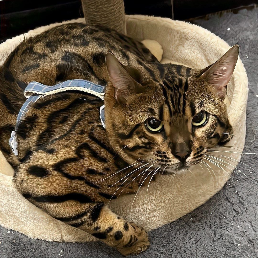 貓咪智商排名1—100，貓咪智商排行榜:最笨和最聰明的貓你養了哪種貓咪智商排行榜 貓咪智商排名1—100，貓咪智商排行榜:最笨和最聰明的貓你養了哪種貓咪智商排行榜 龍魚百科 第5張