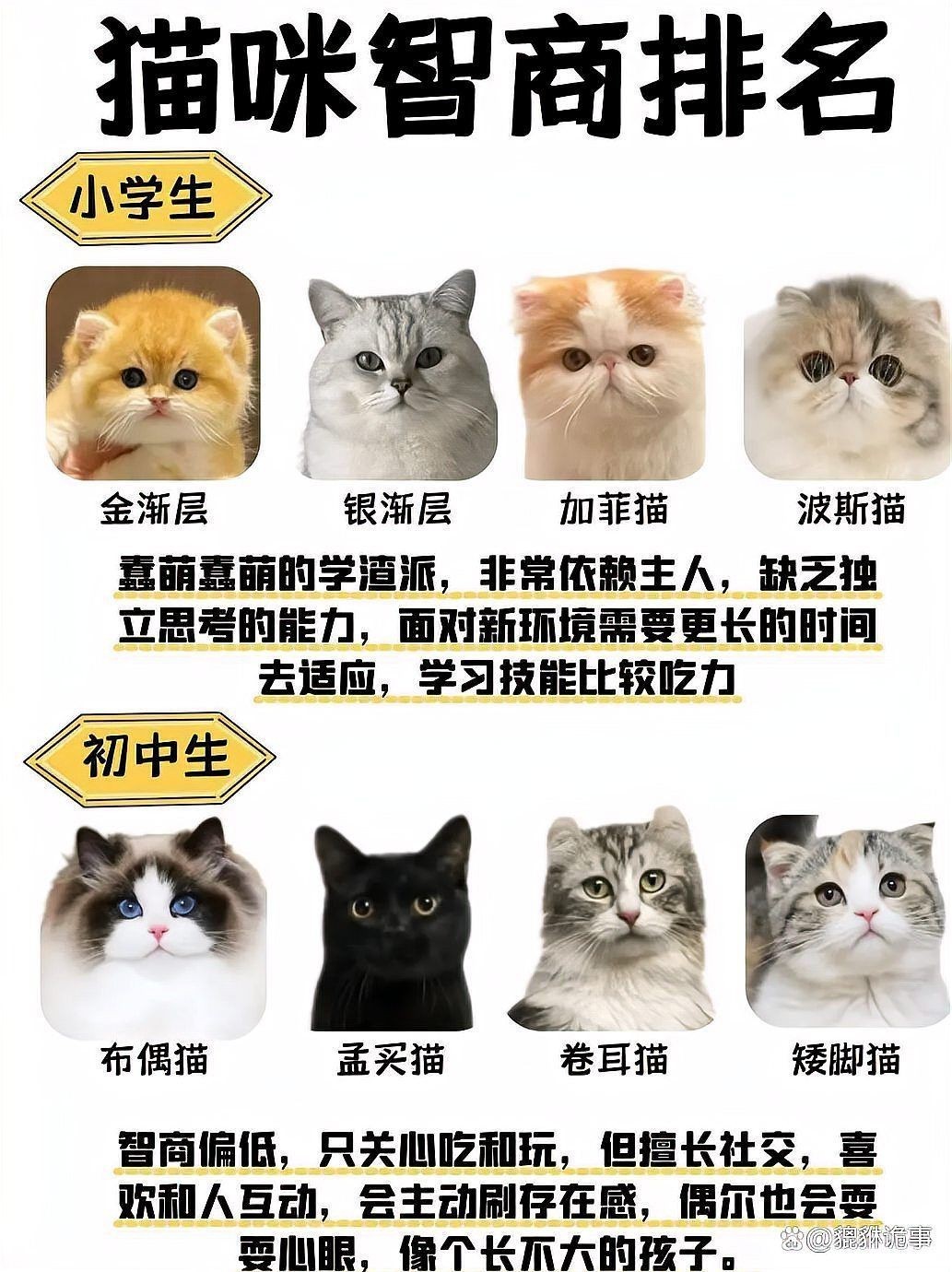 貓咪智商排名1—100，貓咪智商排行榜:最笨和最聰明的貓你養了哪種貓咪智商排行榜