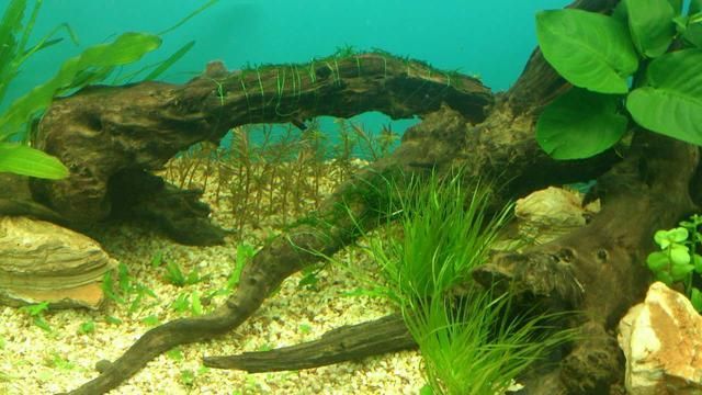 淡水魚缸種植植物的選擇及養(yǎng)殖方法：29篇淡水魚缸養(yǎng)植物注意事項(xiàng)水草對淡水魚缸養(yǎng)殖方法
