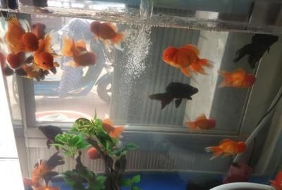 魚缸好與壞的區別圖片（關于魚缸好壞的區別，主要從以下幾個方面進行分析：）