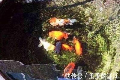 魚缸好與壞的區別圖片（關于魚缸好壞的區別，主要從以下幾個方面進行分析：）