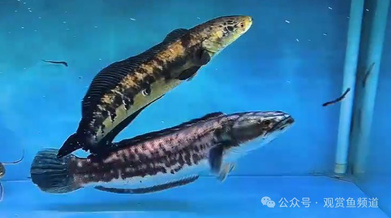 招財貓魚和龍魚的區(qū)別在哪里