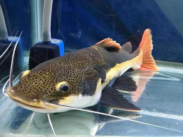 招財貓魚和龍魚的區(qū)別在哪里