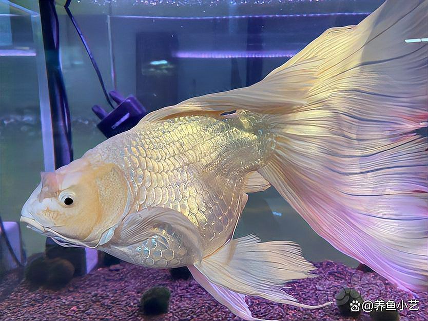 招財貓魚和龍魚的區別在哪里