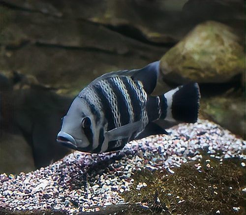 招財貓魚和龍魚的區(qū)別在哪里