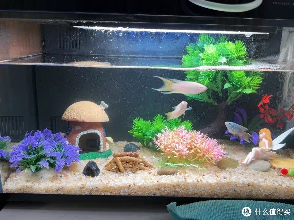 小米 智能魚缸：小米智能魚缸