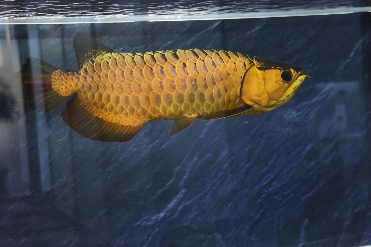 藍麒麟金龍魚的圖片大全 藍麒麟金龍魚的圖片大全 龍魚百科 第36張