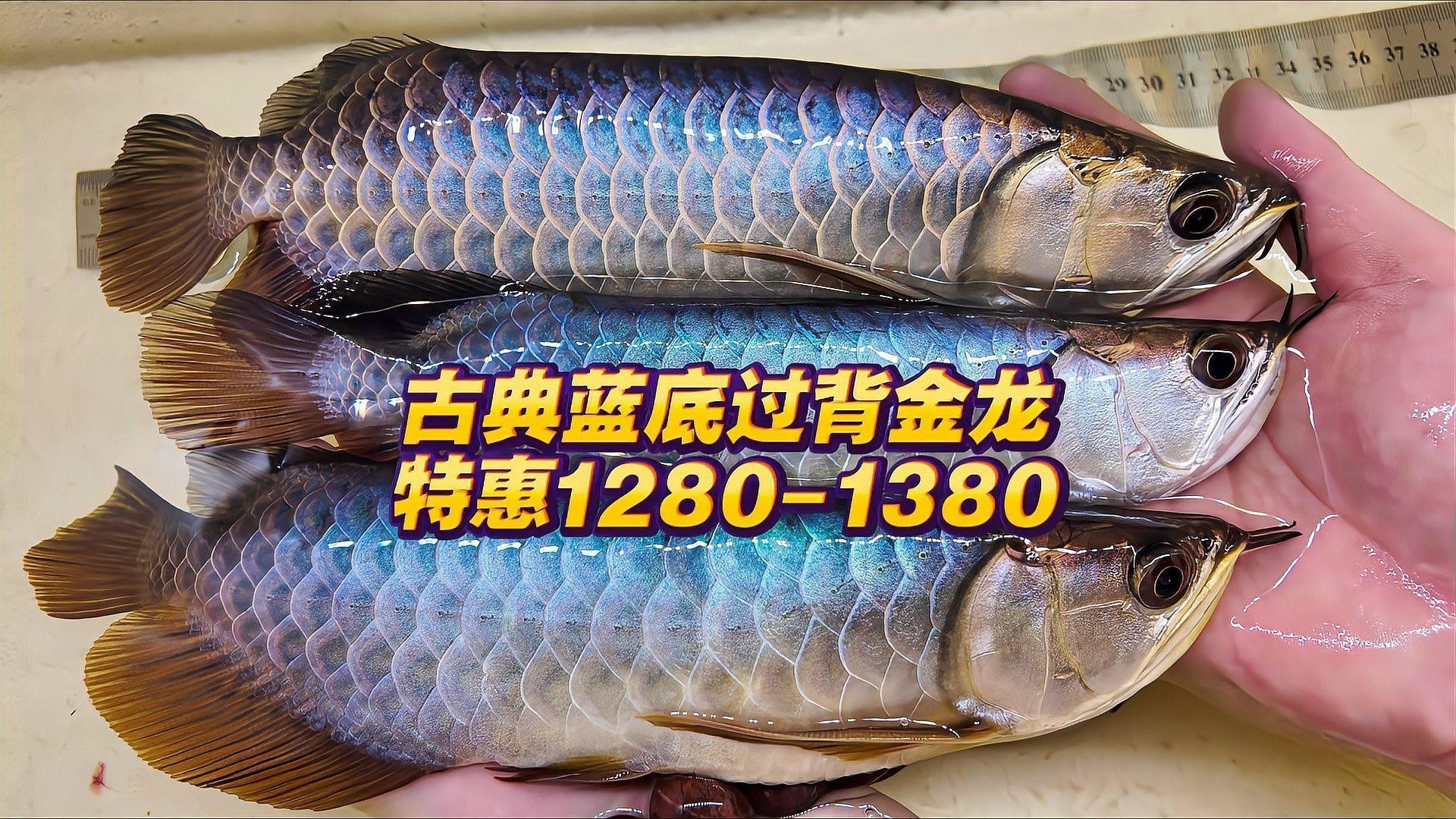 藍麒麟金龍魚的圖片大全 藍麒麟金龍魚的圖片大全 龍魚百科 第23張