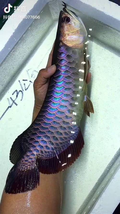 藍麒麟金龍魚的圖片大全 藍麒麟金龍魚的圖片大全 龍魚百科 第2張