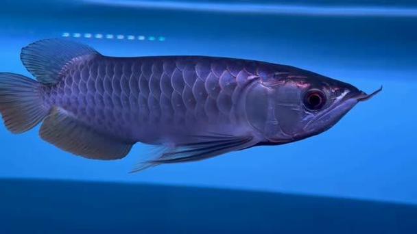 藍麒麟金龍魚的圖片大全 藍麒麟金龍魚的圖片大全 龍魚百科 第16張