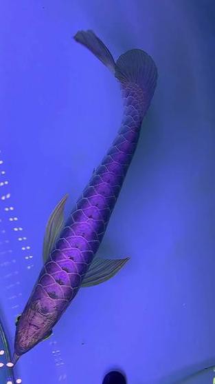 藍麒麟金龍魚的圖片大全 藍麒麟金龍魚的圖片大全 龍魚百科 第22張