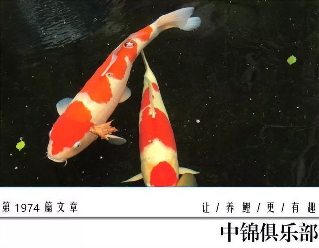 鑒別龍鳳鯉魚健康狀態：如何鑒別龍鳳鯉魚的健康狀態 鑒別龍鳳鯉魚健康狀態：如何鑒別龍鳳鯉魚的健康狀態 龍魚百科 第2張