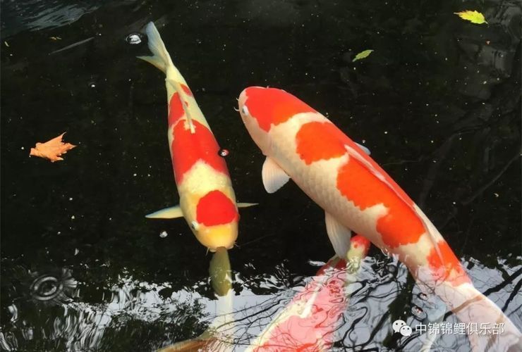 鑒別龍鳳鯉魚健康狀態：如何鑒別龍鳳鯉魚的健康狀態 鑒別龍鳳鯉魚健康狀態：如何鑒別龍鳳鯉魚的健康狀態 龍魚百科 第3張