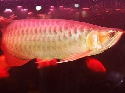 紅龍魚最合適的溫度和濕度：紅龍魚最合適的水溫是24—29℃