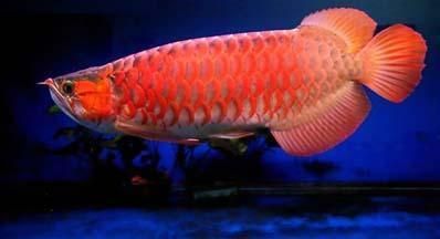 紅龍魚最合適的溫度和濕度：紅龍魚最合適的水溫是24—29℃
