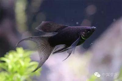 黑瑪麗魚缸清潔工的飼養(yǎng)技巧，黑瑪麗的飼養(yǎng)技巧：黑瑪麗清潔工的選擇