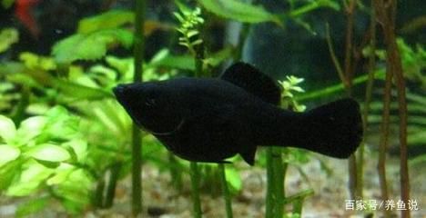 黑瑪麗魚缸清潔工的飼養(yǎng)技巧，黑瑪麗的飼養(yǎng)技巧：黑瑪麗清潔工的選擇
