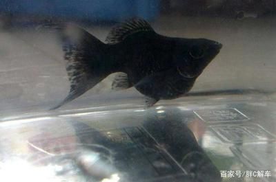 黑瑪麗魚缸清潔工的飼養(yǎng)技巧，黑瑪麗的飼養(yǎng)技巧：黑瑪麗清潔工的選擇