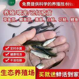 保定龍魚回收價格多少