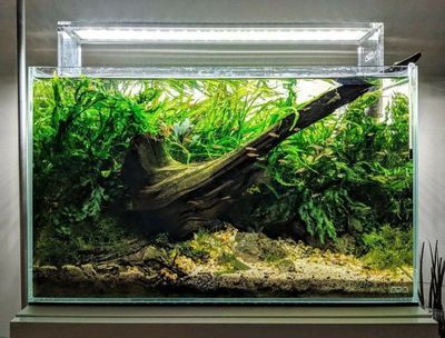魚缸過濾器要通電嗎：魚缸過濾器通電的一些詳細信息
