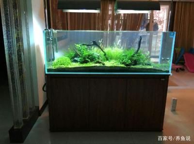 魚缸過濾器要通電嗎：魚缸過濾器通電的一些詳細信息